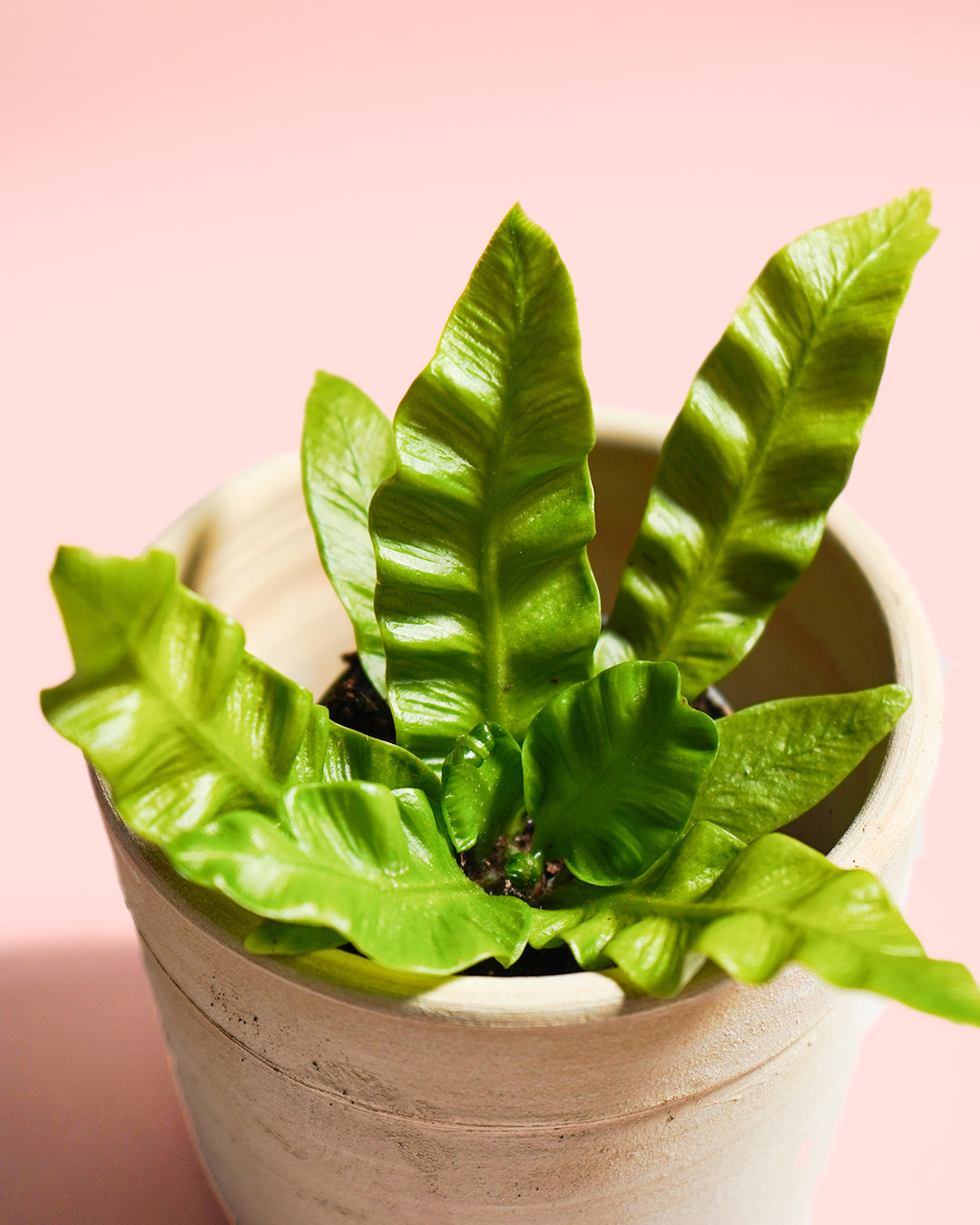 Helecho Asplenium Crispy Wave planta hoja