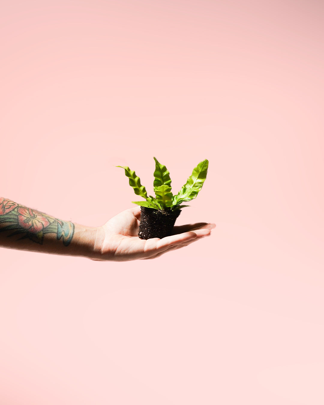 Helecho Asplenium Crispy Wave planta