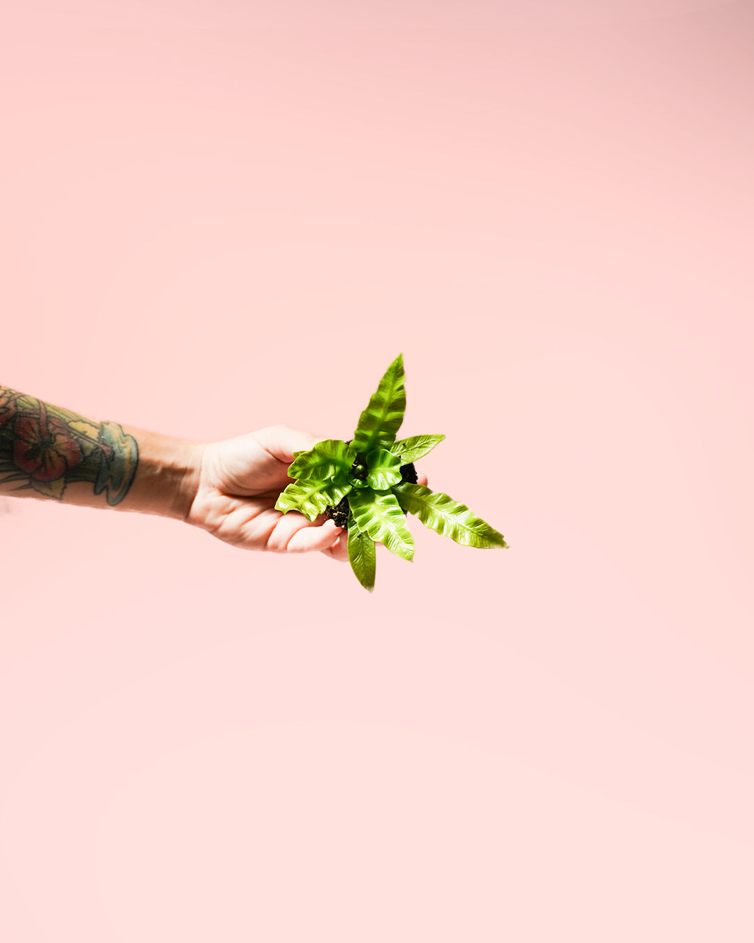 Helecho Asplenium Crispy Wave