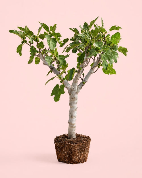 Higuera_arbol_XXL