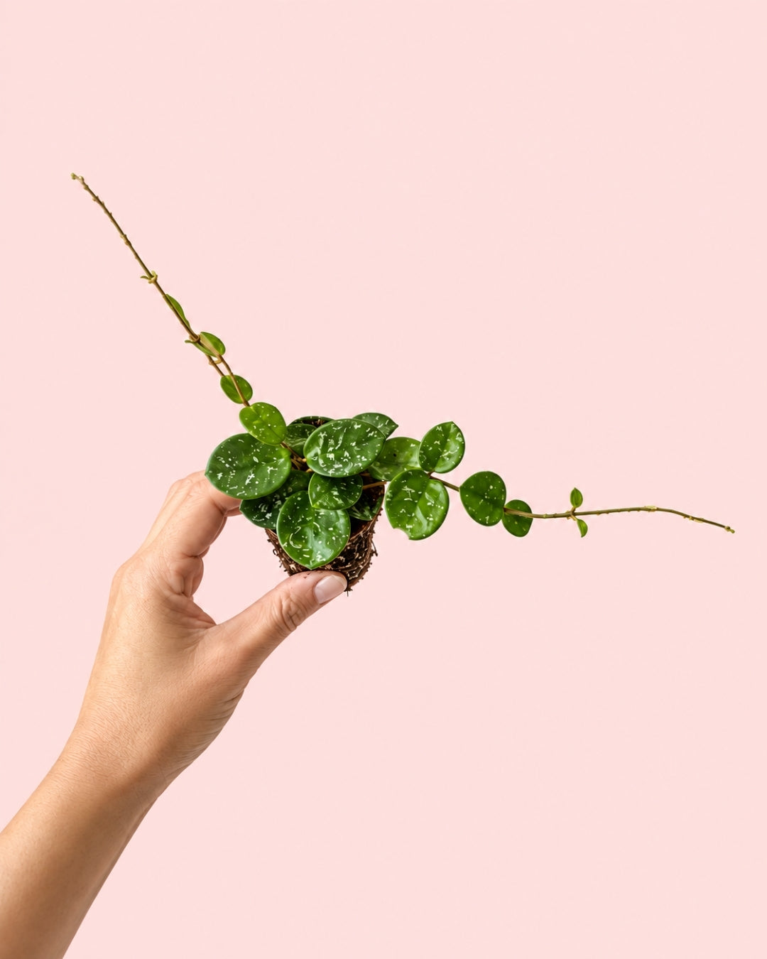 Hoya Mathilde Splash Mini