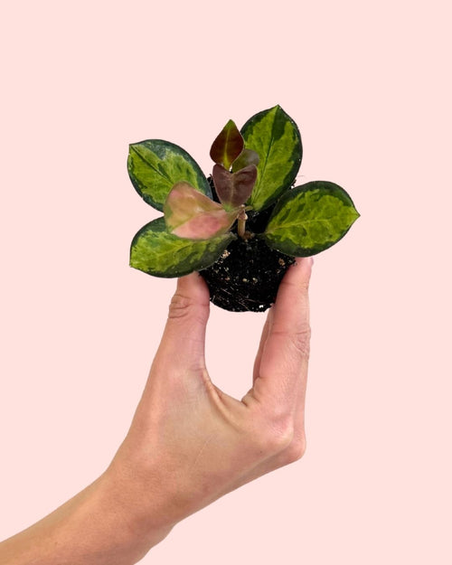 Hoya Australis Tricolor Mini
