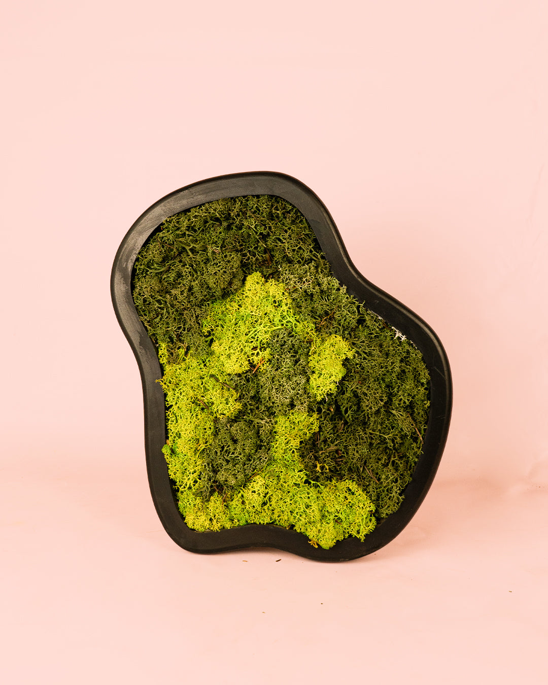 Jardín Vertical Nube