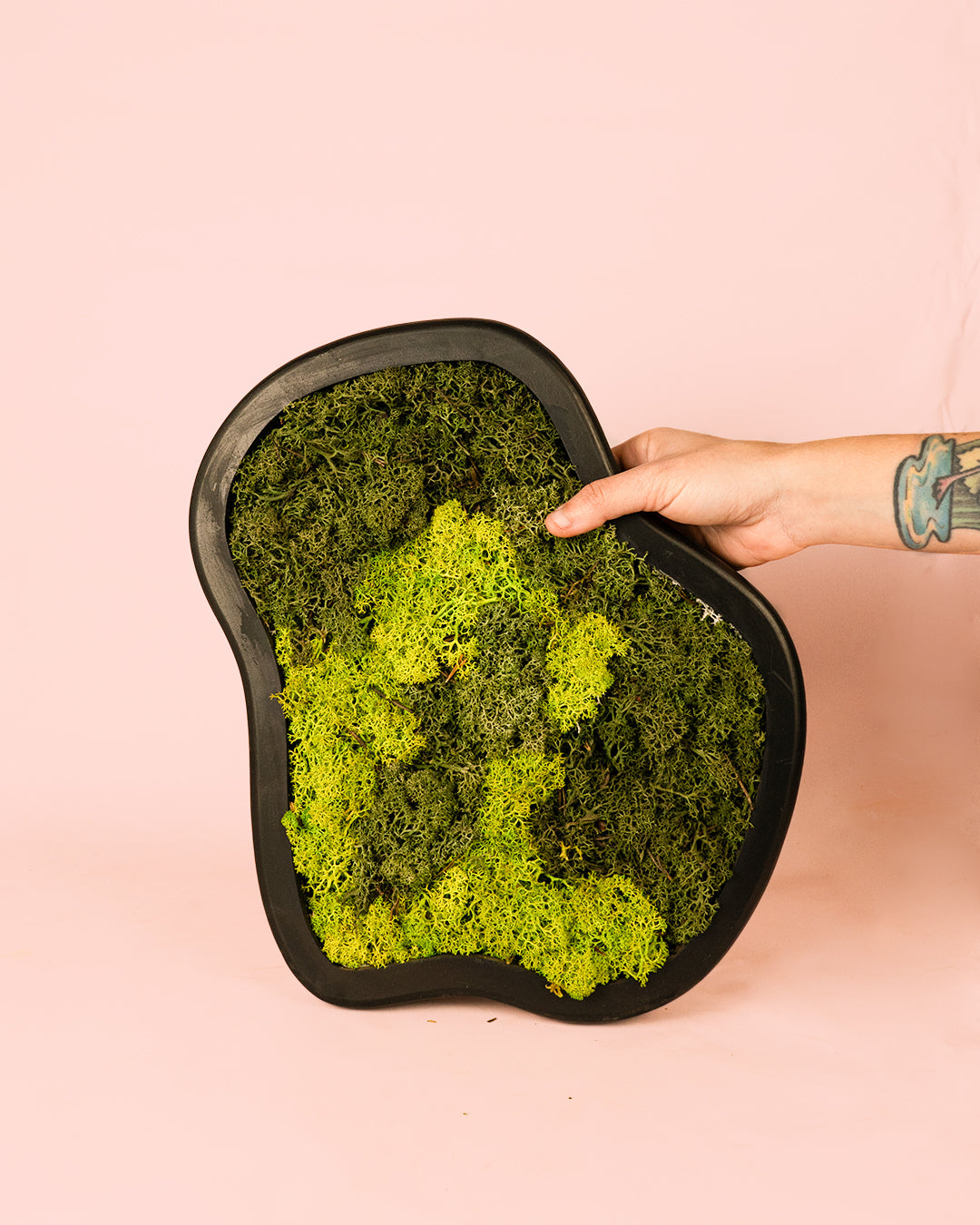 Jardín Vertical Nube musgo