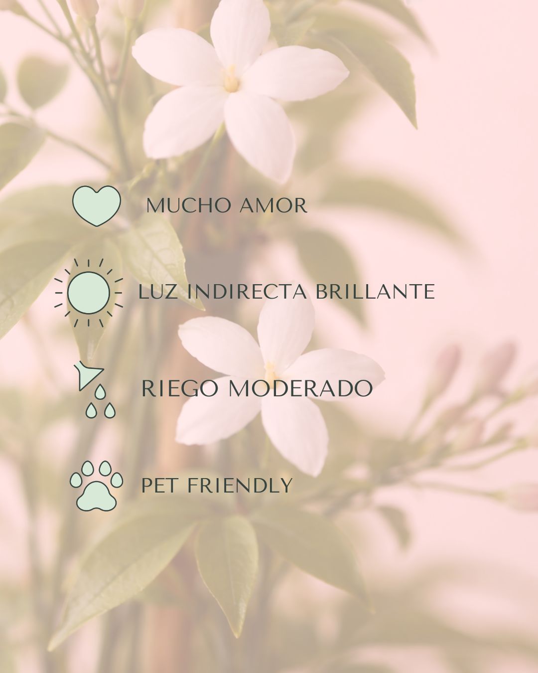 Jasminum Officinale - Jazmín Común Mini