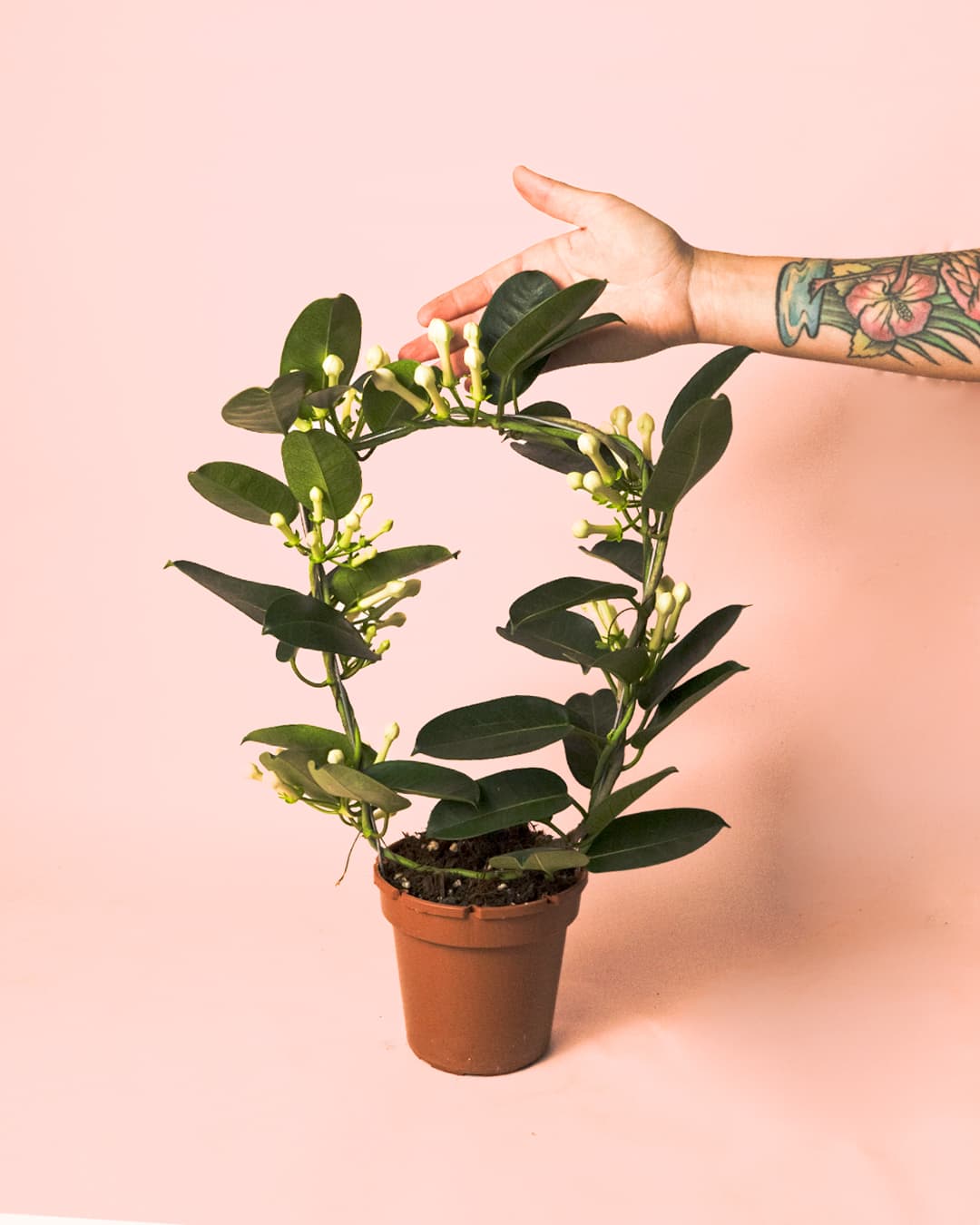 Jazmín de Madagascar mano