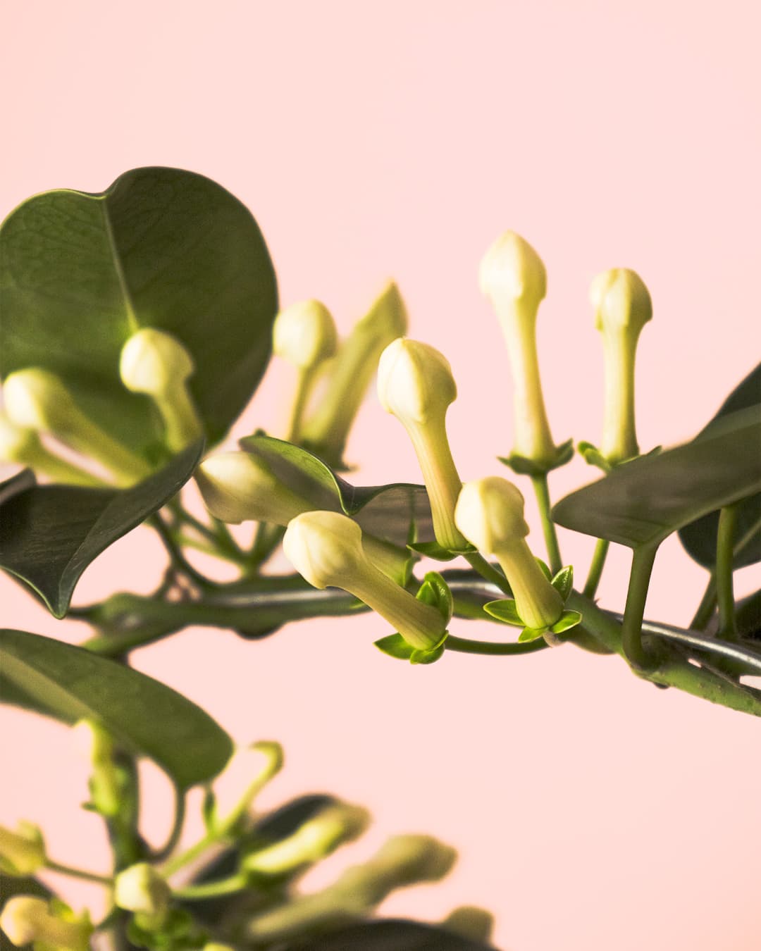 Jazmín de Madagascar flor