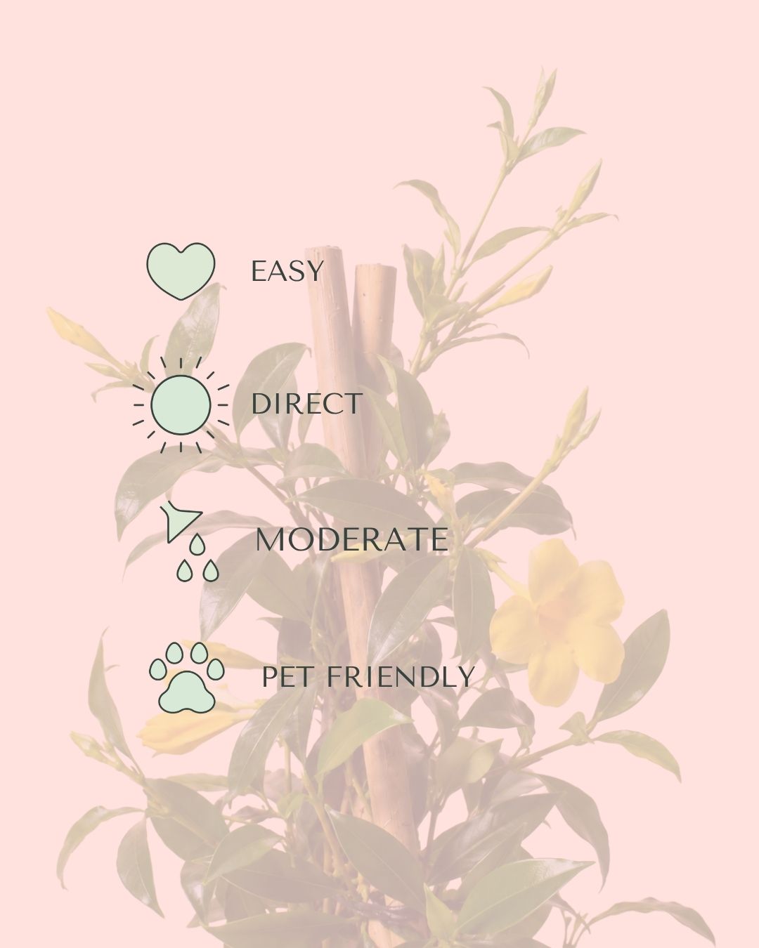 Jazmin Amarillo care