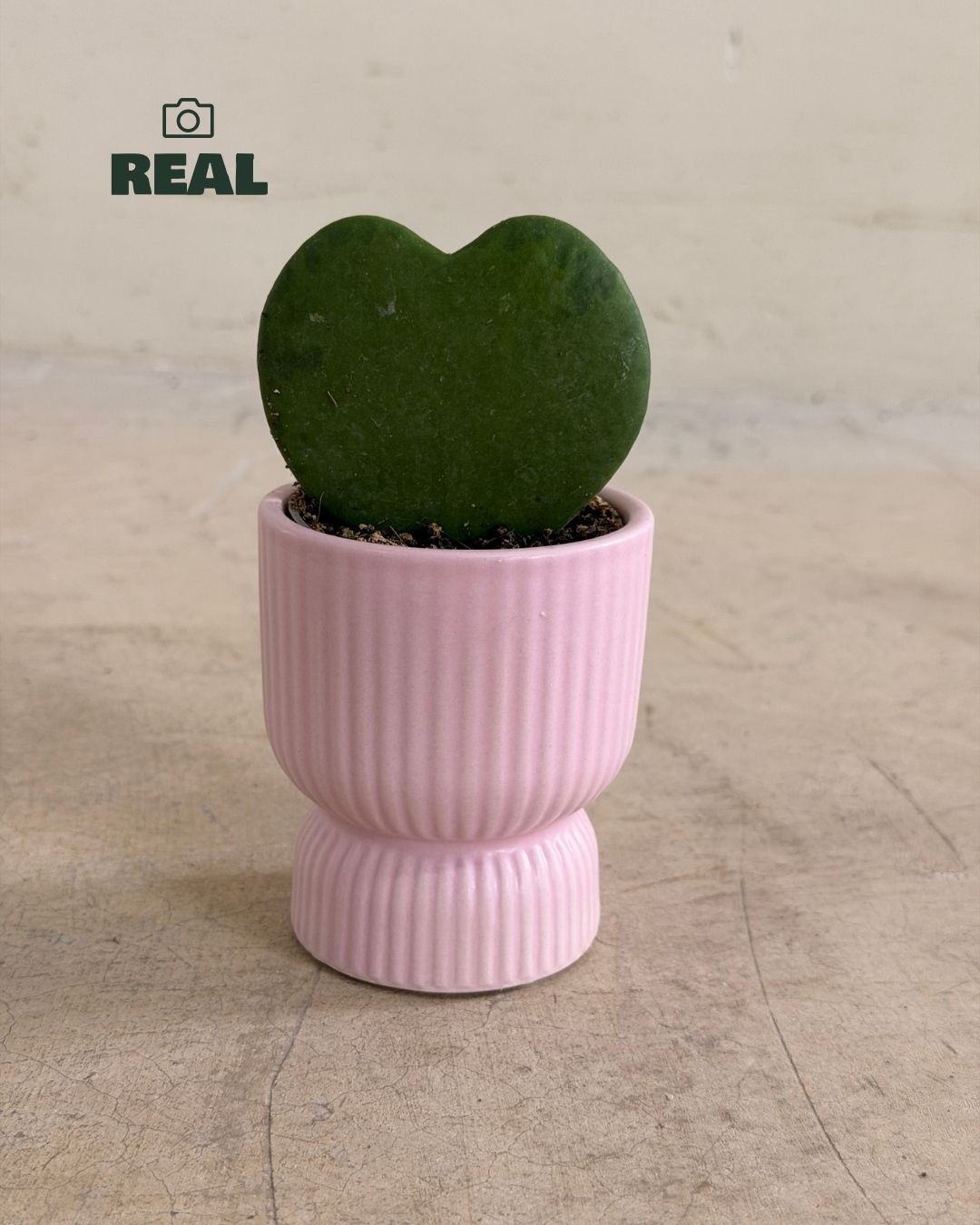 Jolie-_Mini_Maceta_Pink_6cm_real