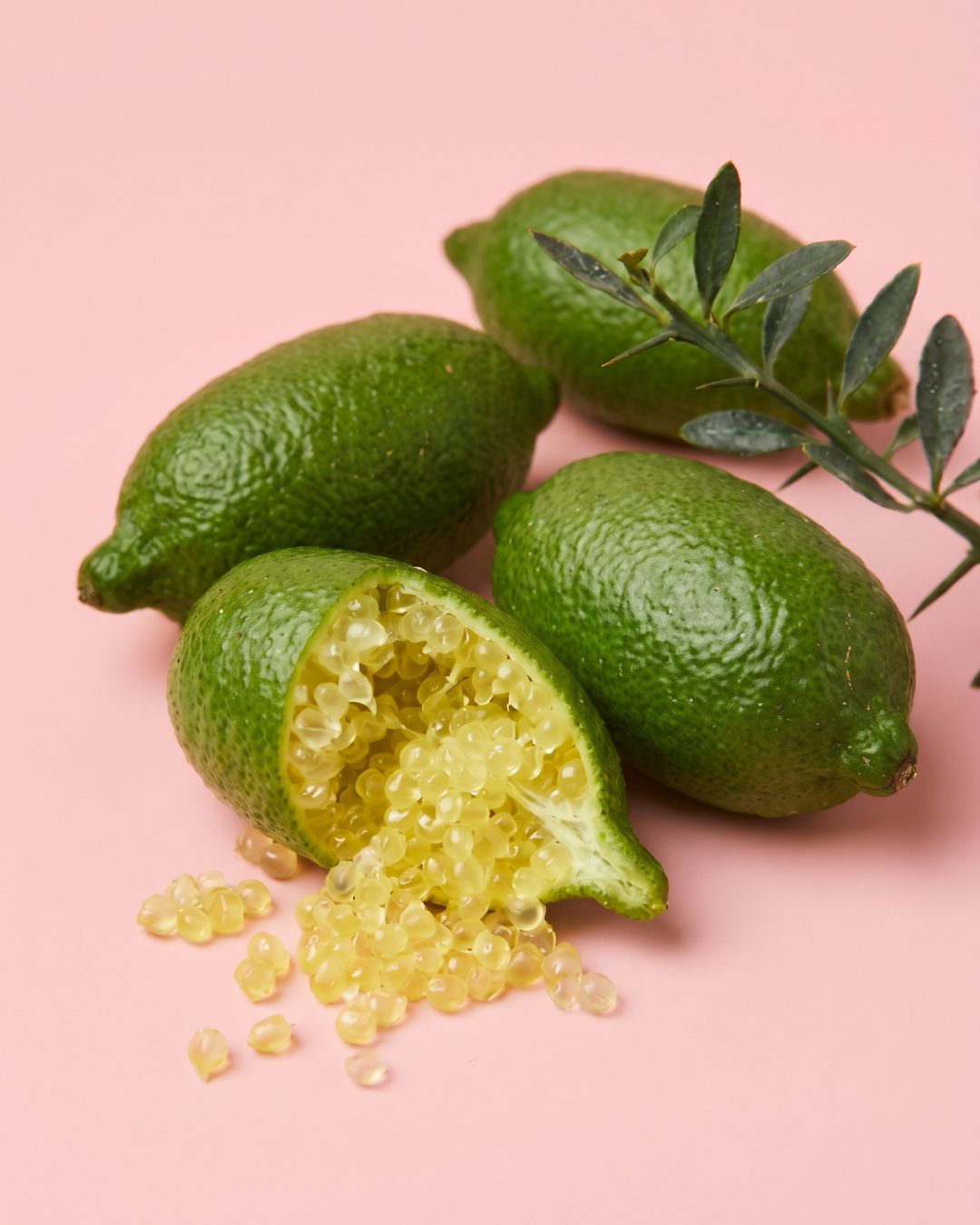 Frutos alargados del limonero caviar colgando de sus ramas