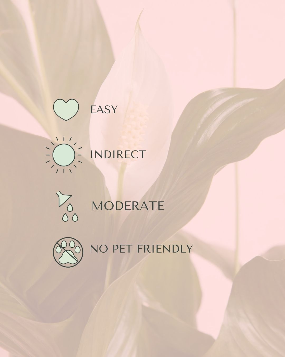 Lirio-de-La-Paz-M-care