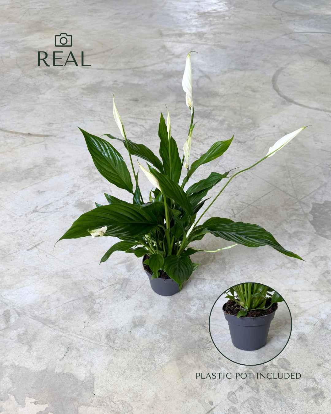 Lirio-de-La-Paz-M-real