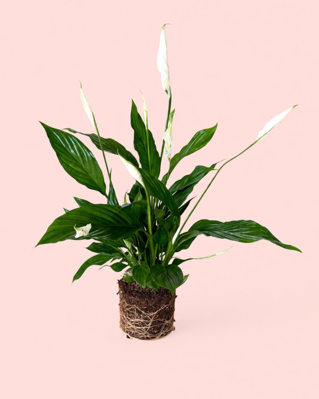 Lirio-de-La-Paz-Median