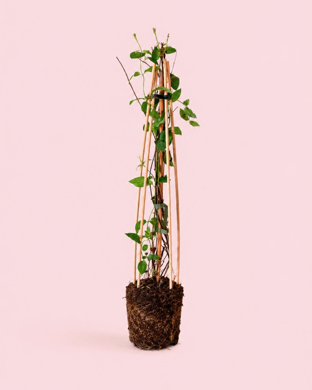 Lonicera Japonica Red World M
