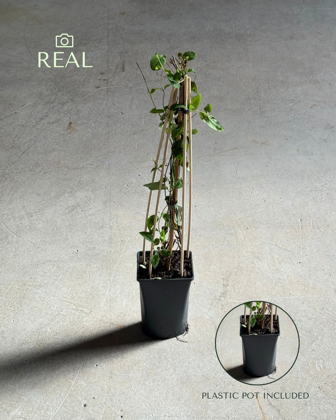 Lonicera Japonica Red World M real