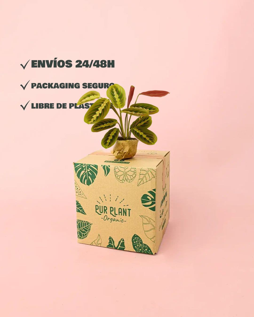 Maranta-Leuconeura-Mini-packaging