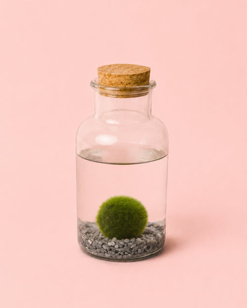 Marimo Ball