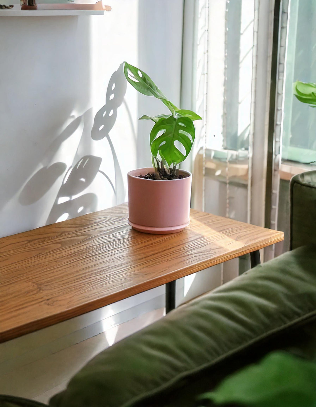 Mini-monstera-adansonii-contexto_2