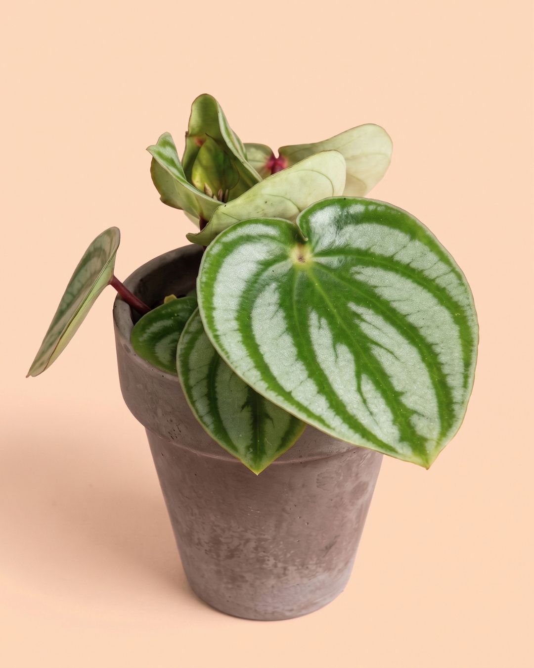 Mini_Maceta_Antracita_Clasic_S_7_cm_plant