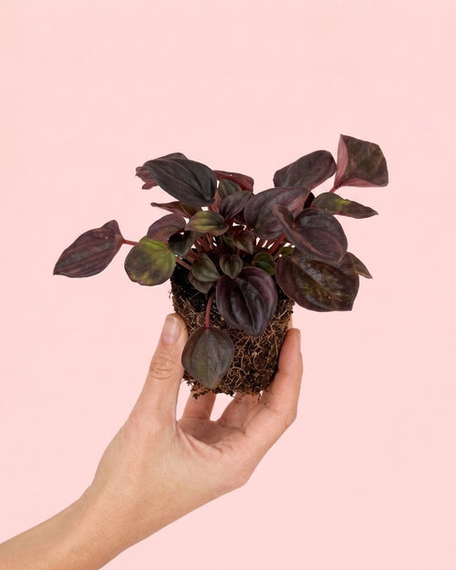 Mini_Peperomia_Chocolate