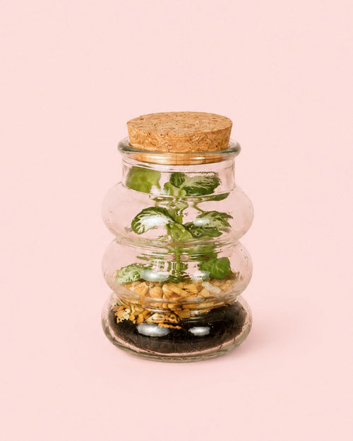 Mini Terrario de Fittonias Euphoria