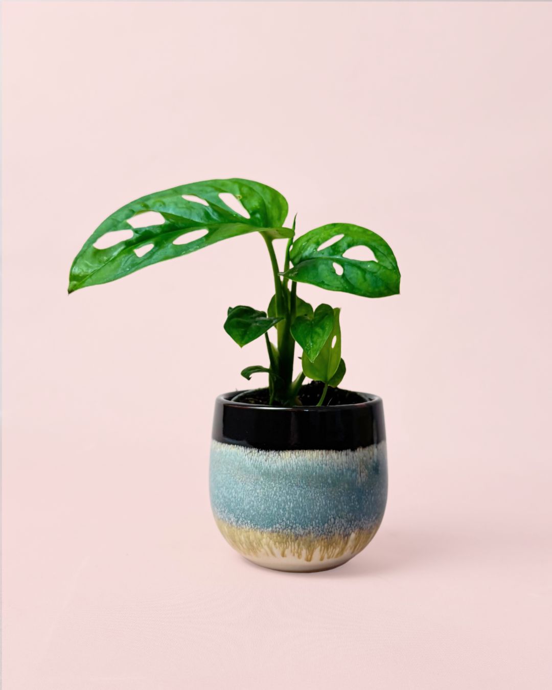 Monstera Adansonii-Mini-con-Maceta-Cerámica-Decorativa