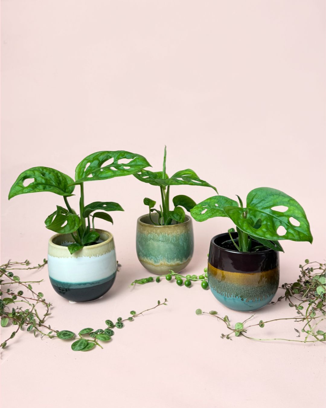 Monstera Adansonii-Mini-con-Maceta-Cerámica-Decorativa-pack