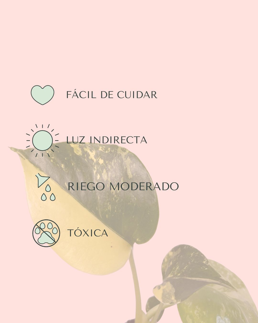 Monstera-Aurea-mini-cuidados