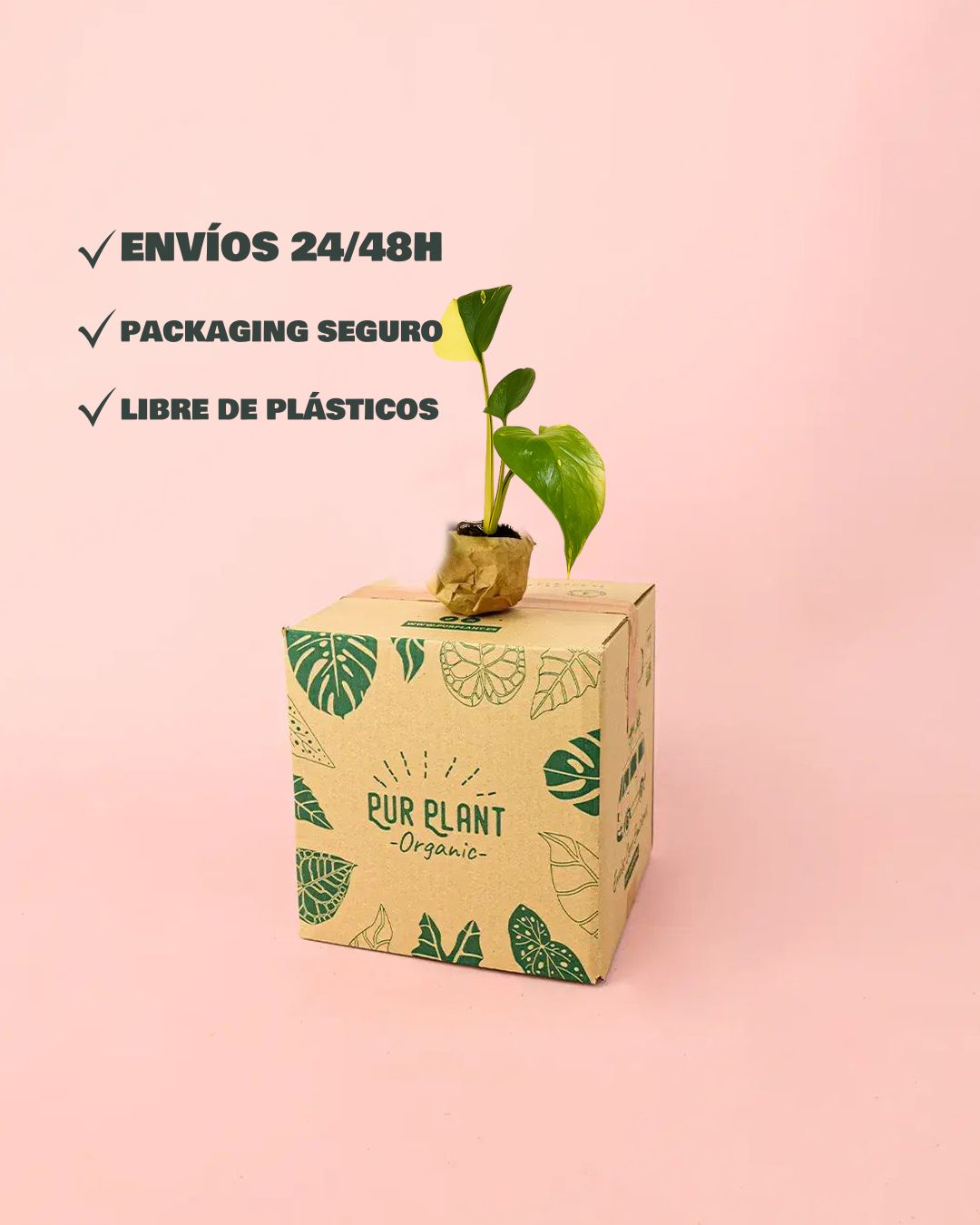 Monstera-Aurea-plug-packaging