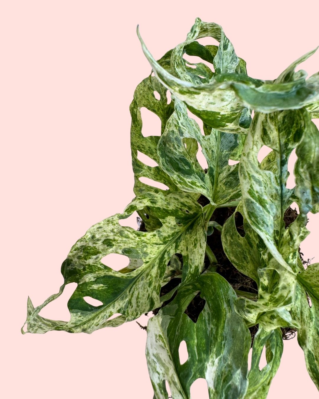 Monstera Frozen Freckles hojas