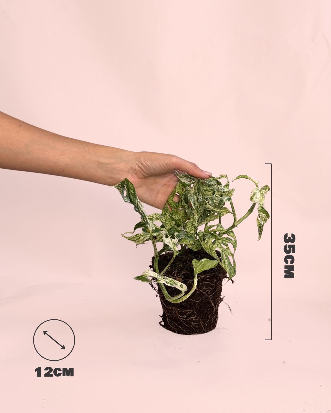 Monstera Frozen Freckles size