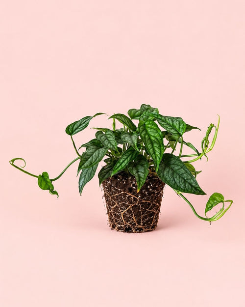 Monstera siltepecana m