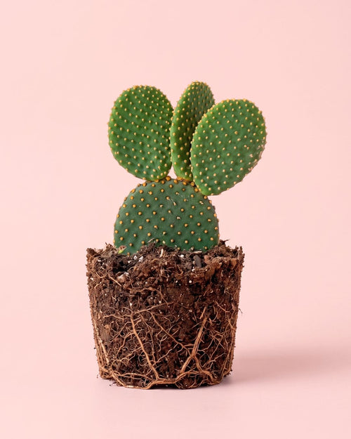 Opuntia Microdasys Amarilla M