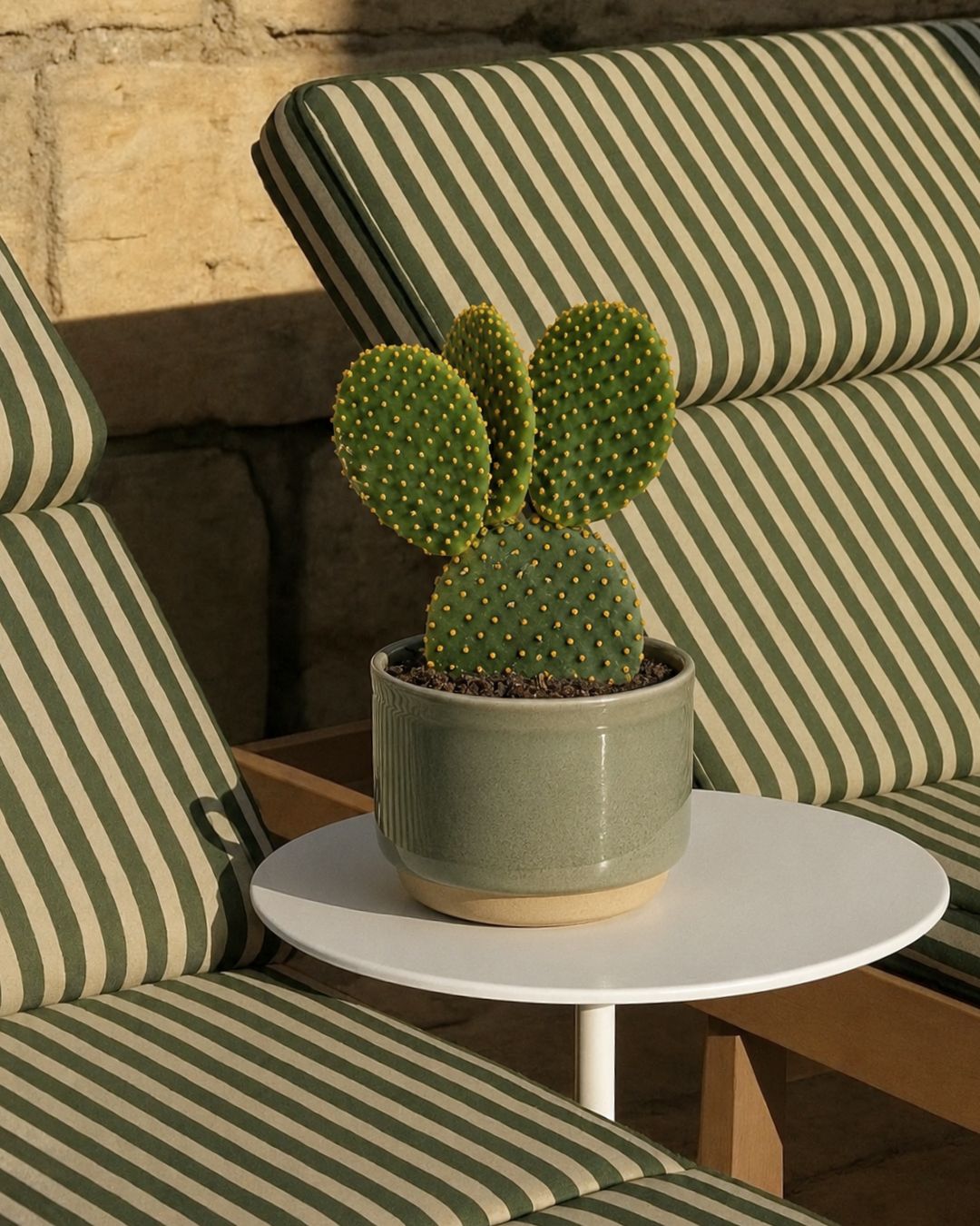 Opuntia Microdasys Amarilla M