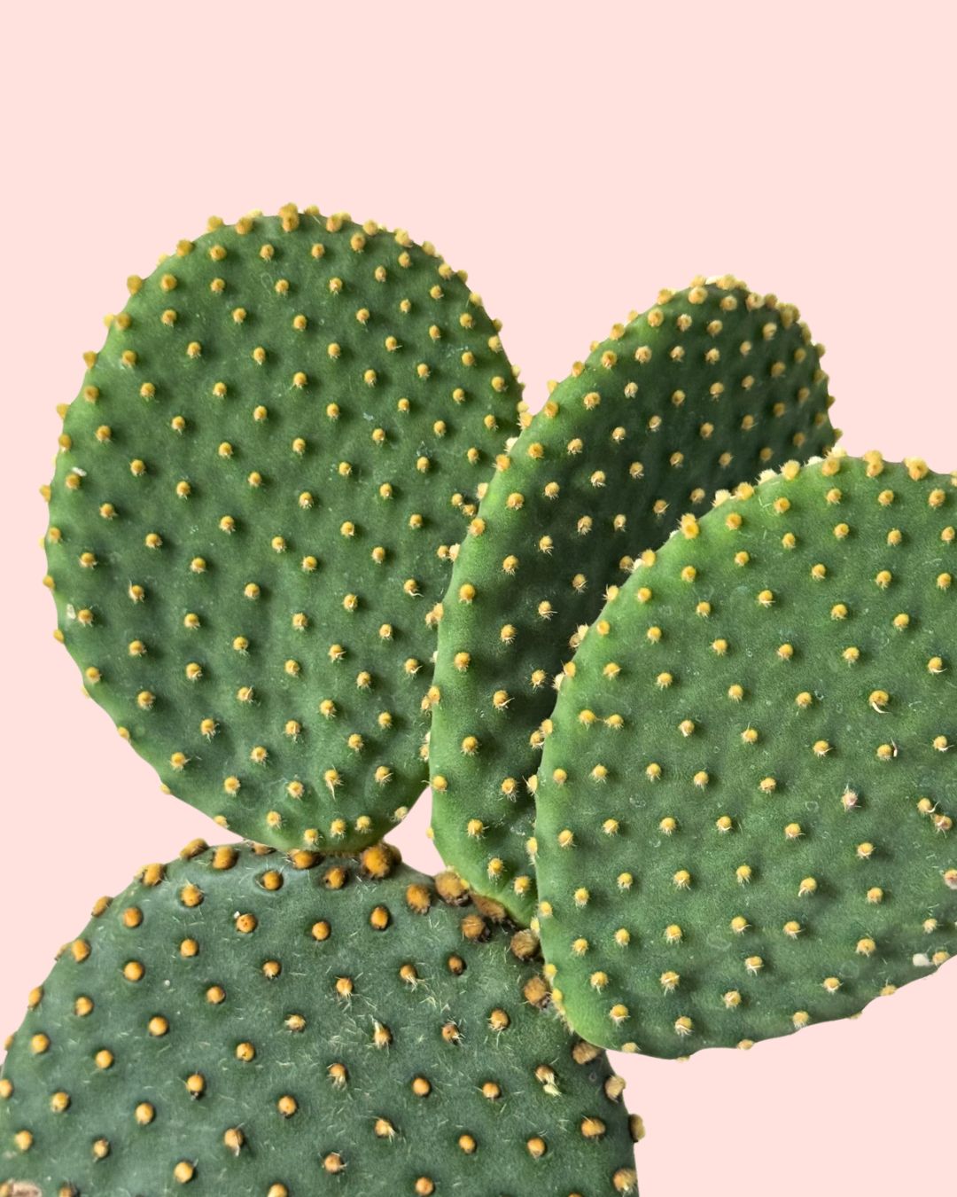 Opuntia Microdasys Amarilla M