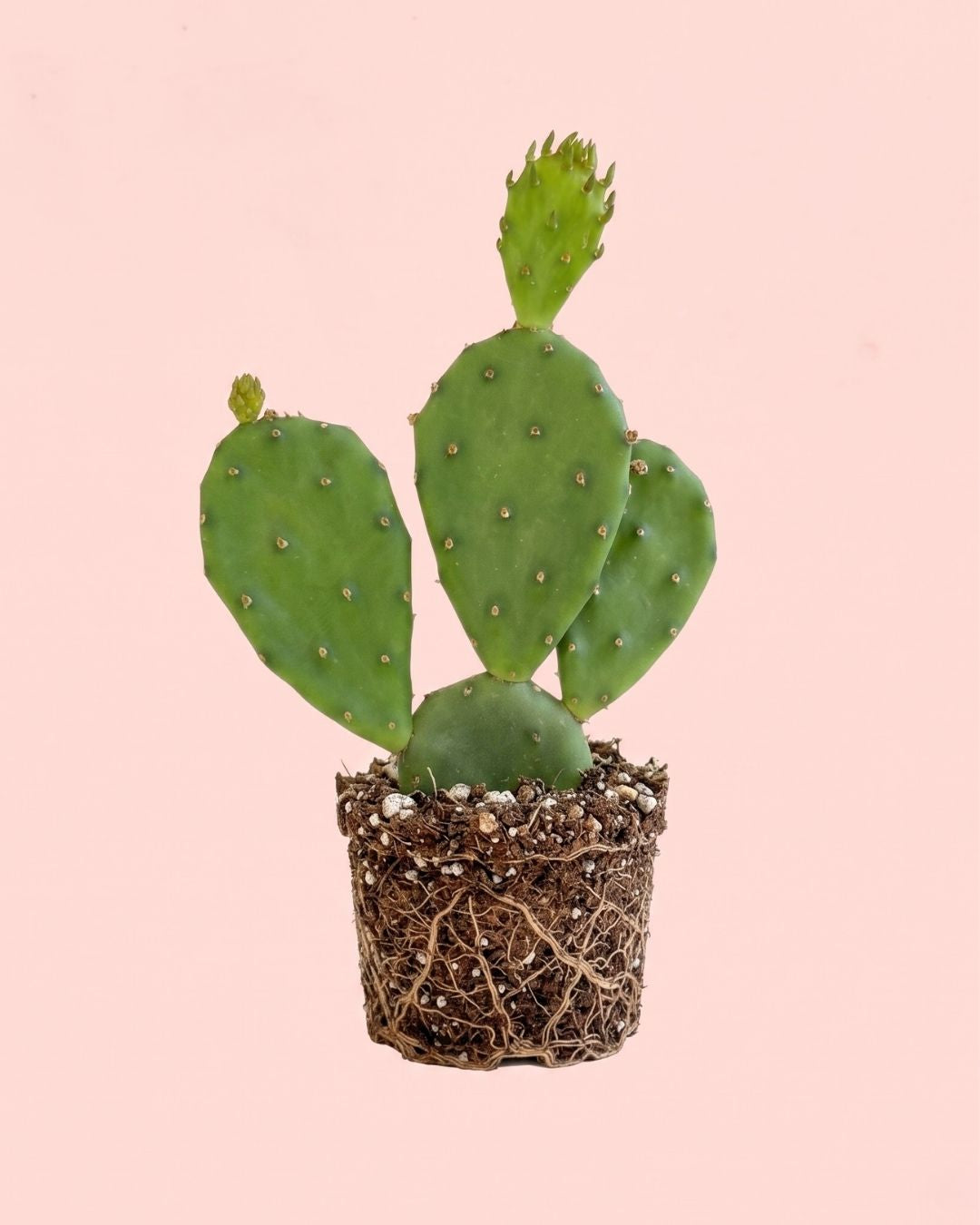 Cactus Opuntia Humifusa Mini