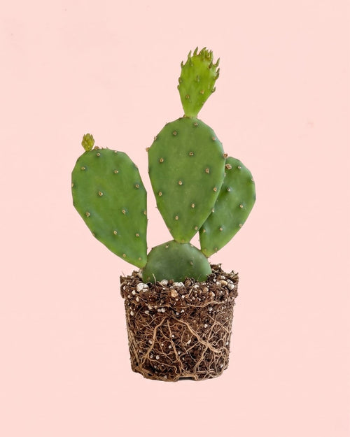 Cactus Opuntia Humifusa Mini