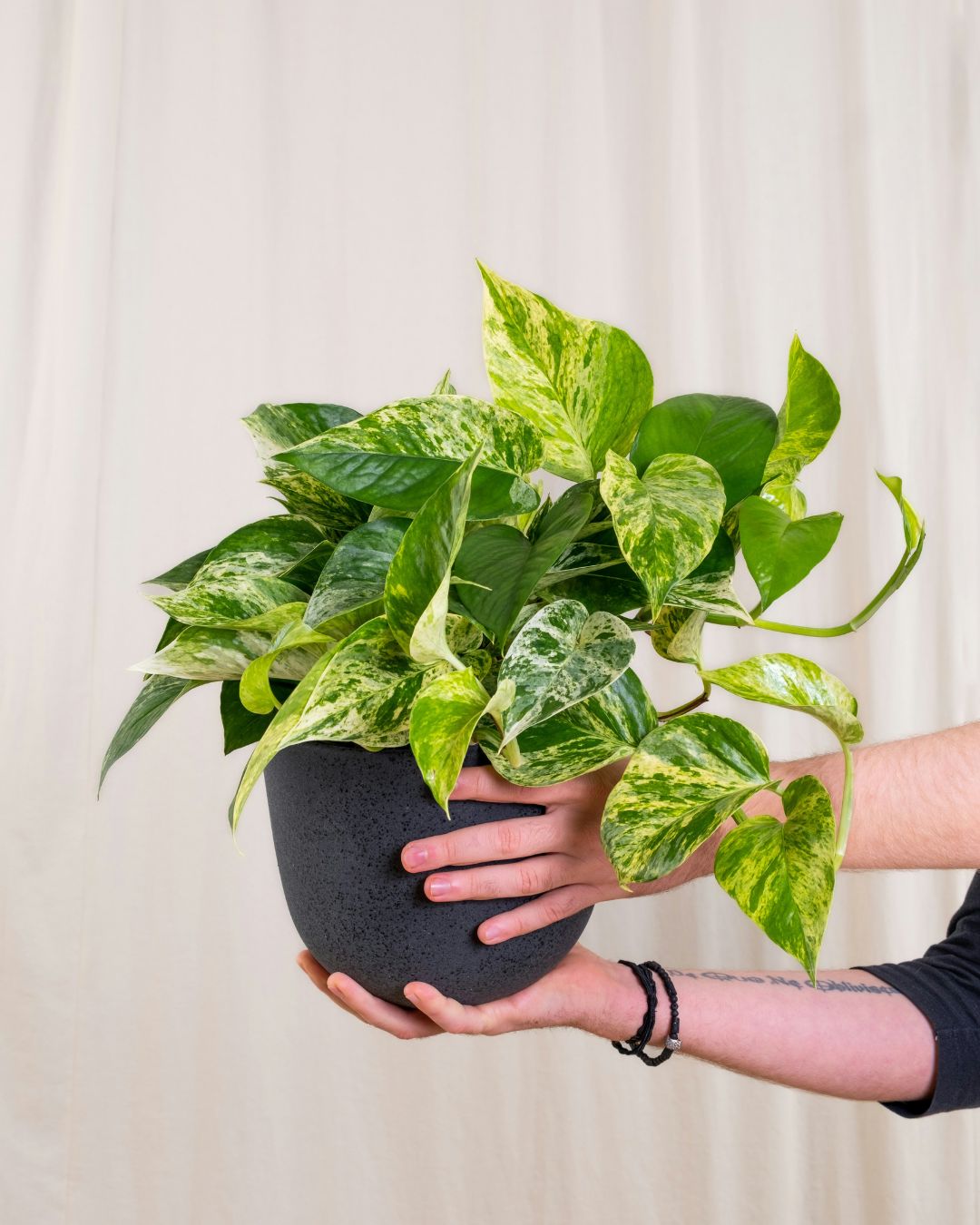 golden potho grande maceta