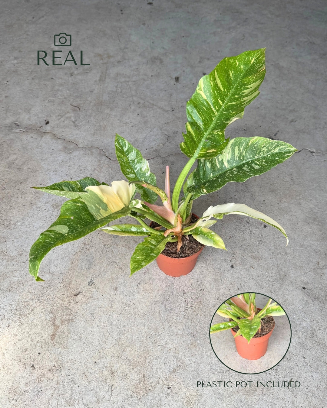 Philodendron Ring of Fire M