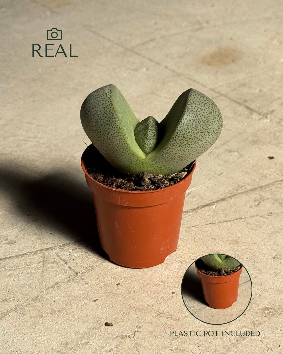 Lithops – Piedras Vivas Mini