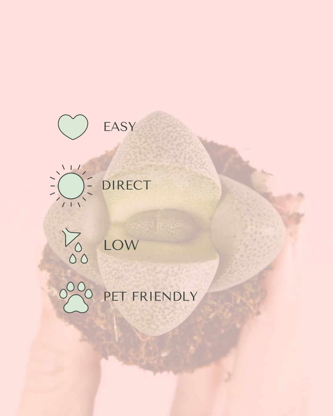 Lithops – Piedras Vivas Mini