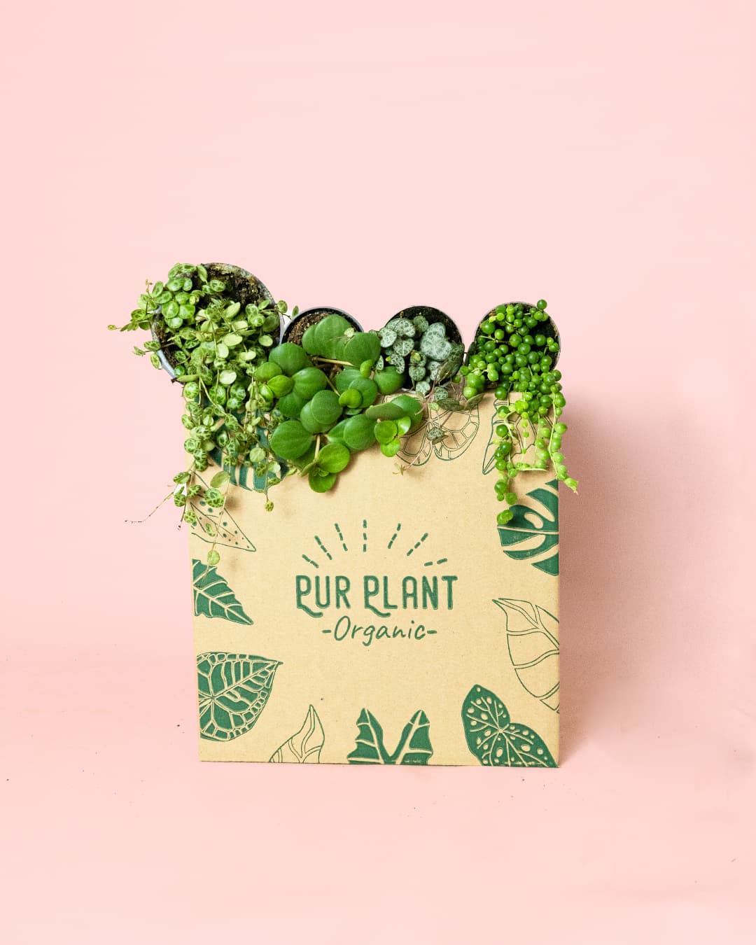 Pack 4x Mini Plantas Colgantes