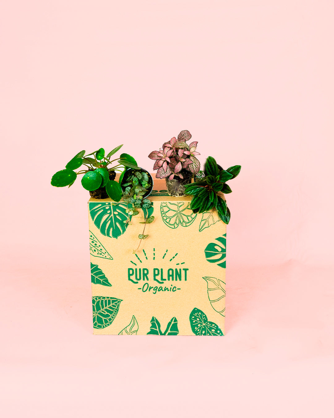 Pack-Mini-Plantas-Pet-Friendly-3