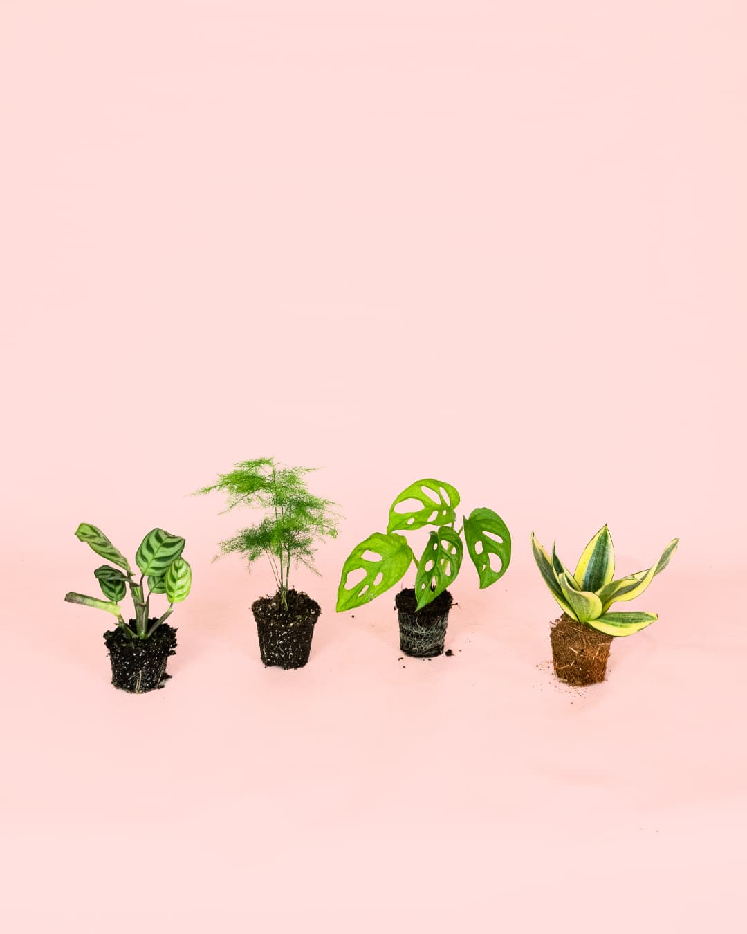 Pack-Mini-Plantas-Poca-Luz-2