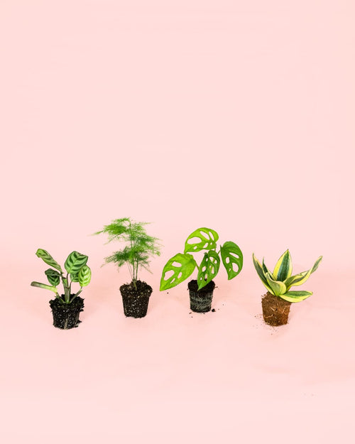 Pack-Mini-Plantas-Poca-Luz-2