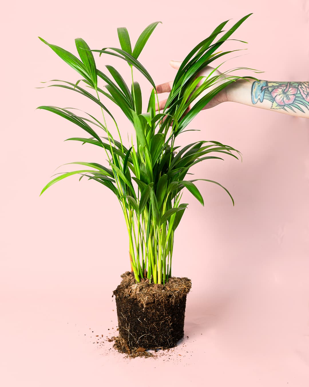 Palma Areca L planta