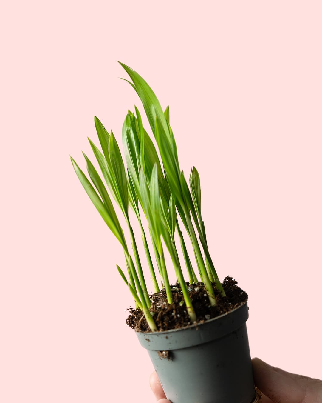 Palma Areca Mini detalle