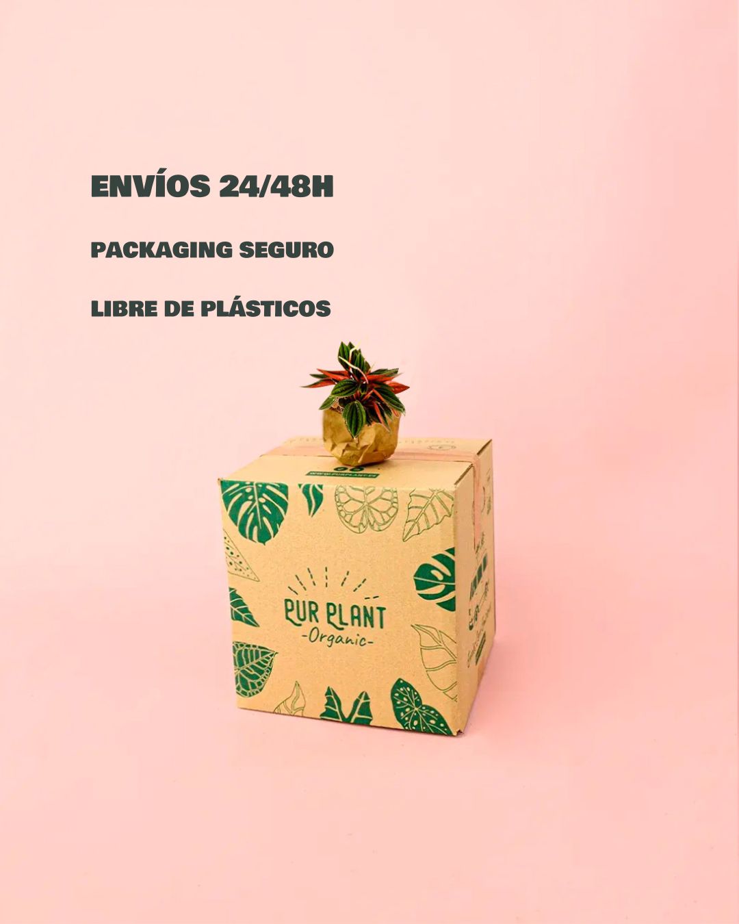 Peperomia Caperata Rosso-packaging