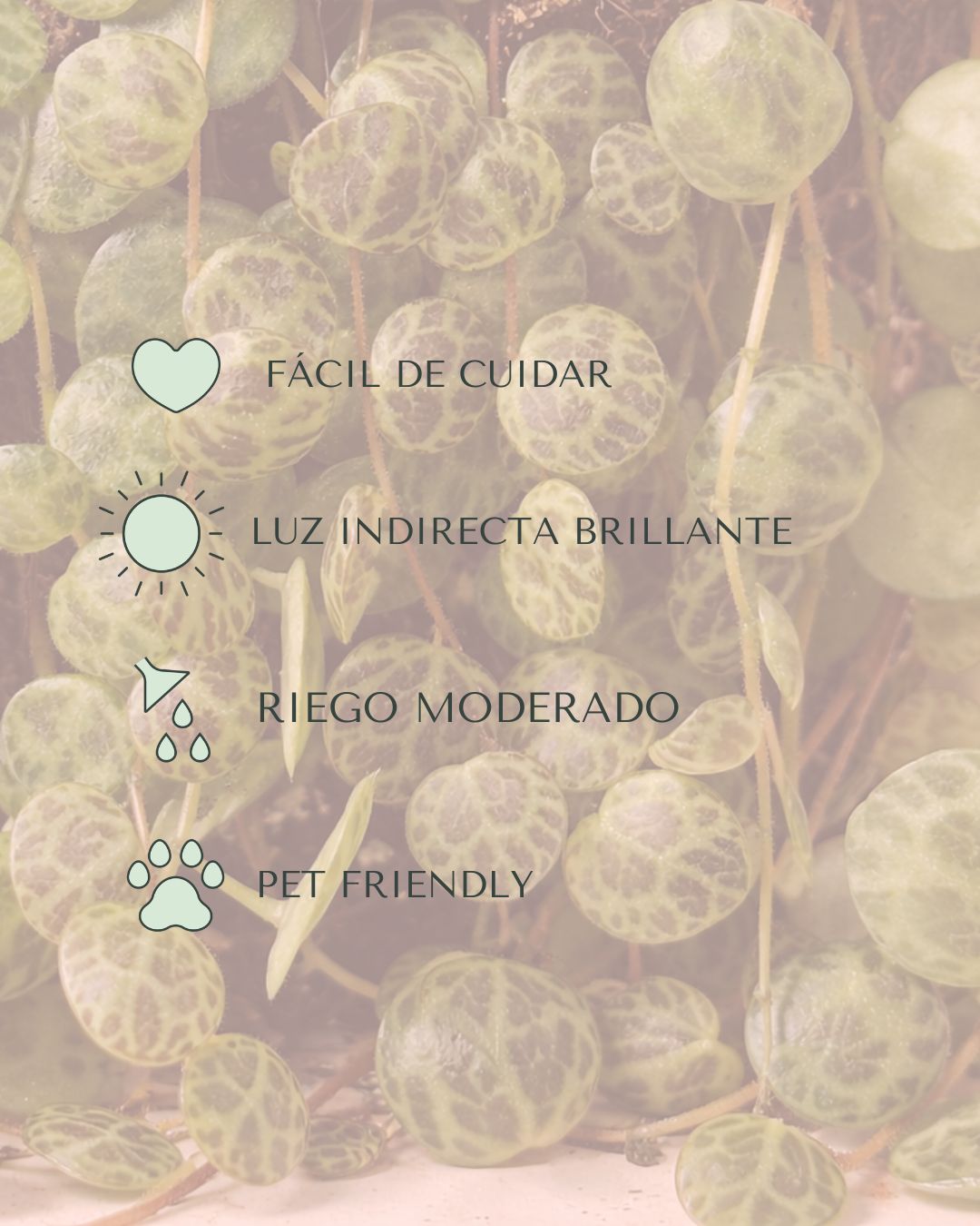 Peperomia-Postrata-cuidados