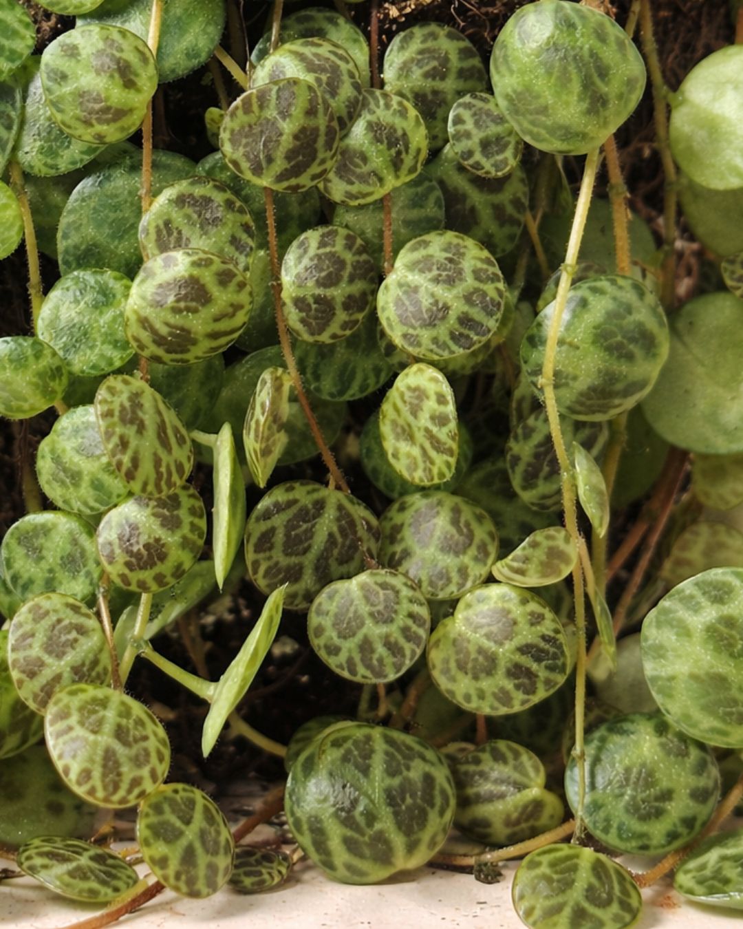 Peperomia-Postrata-detalle
